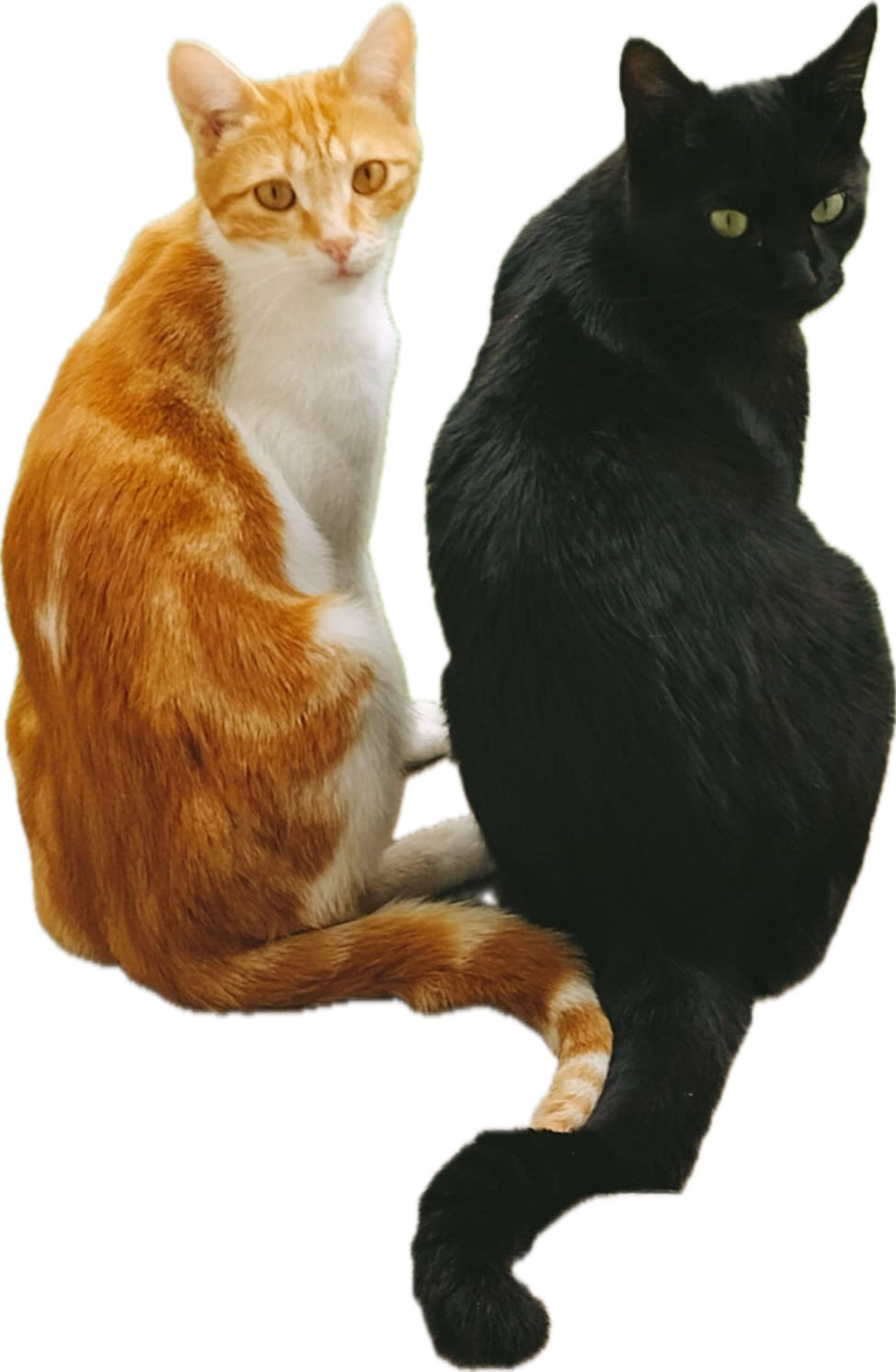 Photo de mes chats